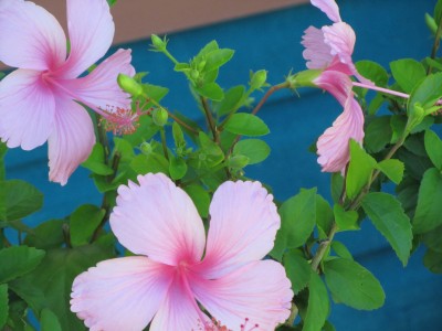 Photo by Carol Linn Hawkins