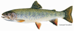 Brook Trout
